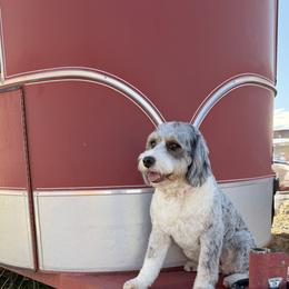 Sophie - Bernedoodle