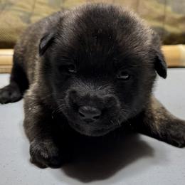 Bram - Black brindle male Dutch Shepherd puppy in Watertown, Connecticut from APACHEK9