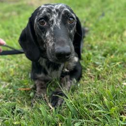 Blaze - Dapple male Dachshund puppy in Gatesville, Texas from Emily’s Doxie Domain