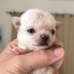 Harper - Cream female Chihuahua puppy in Spring Hill, Florida from Stardom Chihuahuas & CKCS