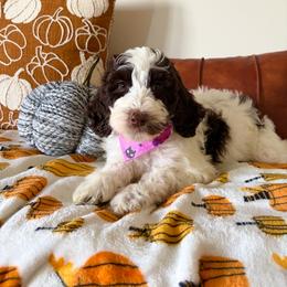 Raven - Brown and white female Bernedoodle puppy in High Point, North Carolina from Kingsfield Doodles