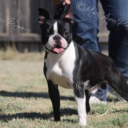 Oakley - Boston Terrier