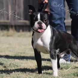 Oakley - Boston Terrier