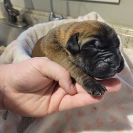 Girl 2 - Apricot female Mastiff puppy in Atlanta, Michigan from Legacy Mastiffs