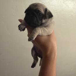 Sweet girl - Fawn female Pug puppy in Lake City, Florida from Pack of Pugs