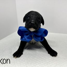 Sheepadoodle Puppies from Smokey Mountain Sheepadoodles