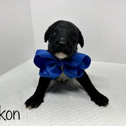 Sheepadoodle Puppies from Smokey Mountain Sheepadoodles