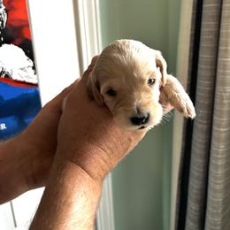 Clarance - Cream male Goldendoodle puppy in China Grove, North Carolina from Lasting Legacy Family Dogs