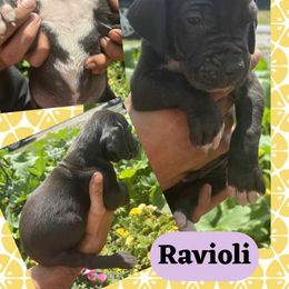 RAVIOLI - Black female Great Dane puppy in Bolivar, New York from Prophecy Danes