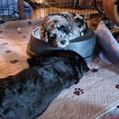 - Bergamasco Sheepdog puppy in Novato, California from Spellbound Bergamascos