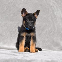 Gravy - Black and red male German Shepherd puppy in New Cambria, Missouri from Des Hausraben Shepherds