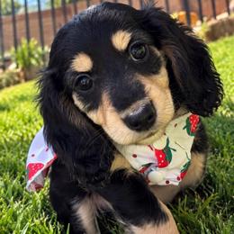 Daisy - Black and cream female Dachshund puppy in Mesa, Arizona from Dach Army LLC