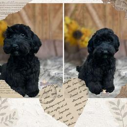 Birdie - Black female Schnoodle puppy in Macks Creek, Missouri from Fluffy Buttz