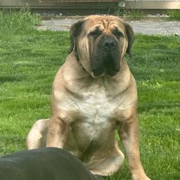 BIKO - Boerboel