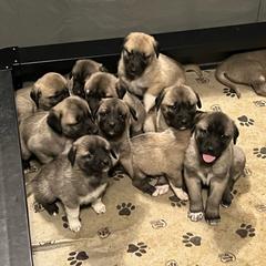 Kangal puppies from Hidden Meadow Ranch