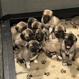 Kangal puppies from Hidden Meadow Ranch