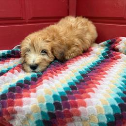 Raphael - Merle male Whoodle puppy in Gladewater, Texas from Kalin’s K9s