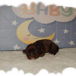 Mocha AKC - Chocolate female Shih Tzu puppy in Lawrenceburg, Tn, Tennessee from Shedd's Shih Tzus