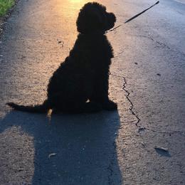 Goldendoodle Puppies from Zeusthemoosedoodles
