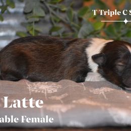 Latte - Sable and white female Shetland Sheepdog puppy in Gladbrook, Iowa from T Triple C Shelties