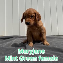 Mint Maryjane - Golden female Golden Retriever puppy in Salt Lake City, Utah from Soaring golden retrievers