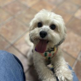 Pepper - Havanese