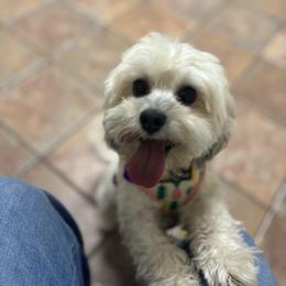 Pepper - Havanese