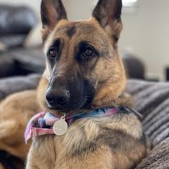 Phoenix - German Shepherd