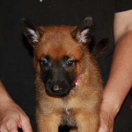 Belgian Malinois Puppies from Pyrex Kennels