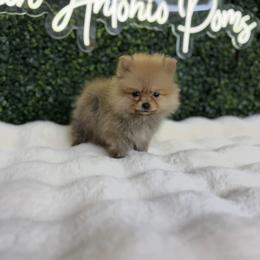 Teddy - Red sable male Pomeranian puppy in San Antonio, Texas from San Antonio Pomeranian