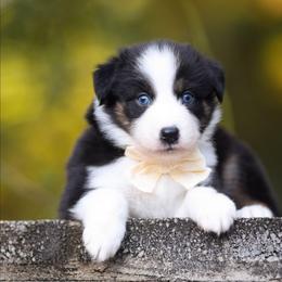 Cady - Black tri-color female Australian Shepherd puppy in Georgetown, Texas from River Reign Australian Shepherds