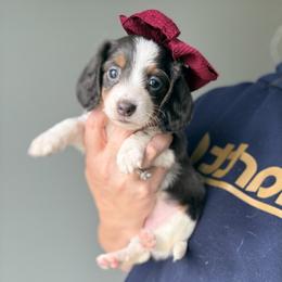 Samantha - Piebald female Dachshund puppy in Marion, Ohio from Doodles & Doxies