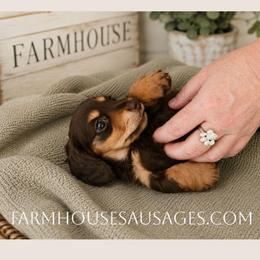 Brookie AKC Female - Chocolate and tan female Dachshund puppy in Nashville, Tennessee from Farmhouse Sausages - Located in TN delivers all over US