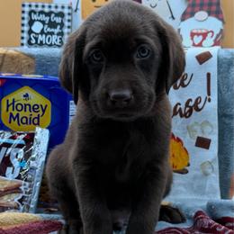 Purple - Chocolate male Labrador Retriever puppy in Heath Springs, South Carolina from Rich Hill Retrievers
