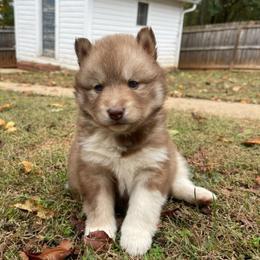 Lady - Red and white female Siberian Husky puppy in Elkin, North Carolina from Blue Ridge Shadow Huskies
