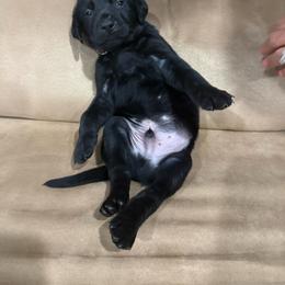 Boy 4 - Black male Labrador Retriever puppy in Four Oaks, North Carolina from Old Mill Retrievers