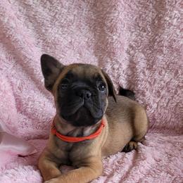 Girl 2 - Fawn and white female French Bulldog puppy in Plymouth, Utah from Country Sunshine