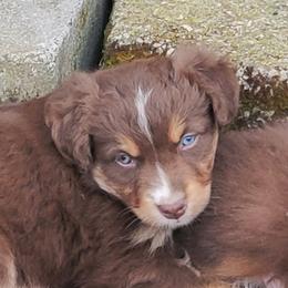 Minni - Red tri-color female Australian Shepherd puppy in Cottage Grove, Oregon from Farmstead Aussies