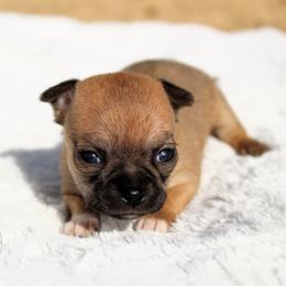 Kiwi - Black sabled fawn female Chihuahua puppy in Forsyth, Georgia from Brooks Grove Canines LLC