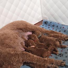 Red Collar - Red  male Goldendoodle puppy in Auburn, Kansas from Puppy Paradise:  English Mastiff Puppies & Standard Goldendoodle Puppies