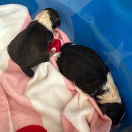 1 - Sable and white female Shetland Sheepdog puppy in Chaplin, Connecticut from Mystic Moon