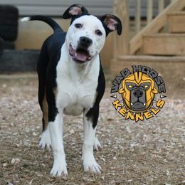 Girl 6 - Black American Bully puppy in Oak Grove, Kentucky from Warhorse Kennel