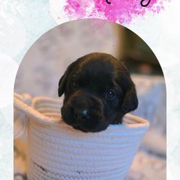 Holly - Pink Collar - Black female Labrador Retriever puppy in Sumerduck, Virginia from Cedar Mountain Retrievers
