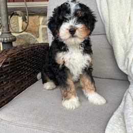 Bailey - Tri-color male Bernedoodle puppy in Holtwood, Pennsylvania from Country Ridge Puppies