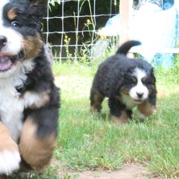 Bernese Mountain Dog Puppies from Baby Bear Bernese Kennel