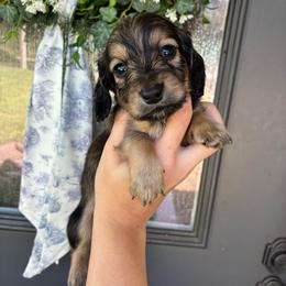 The Tramp - Cream male Dachshund puppy in Nacogdoches, Texas from Heavenly Dachshunds