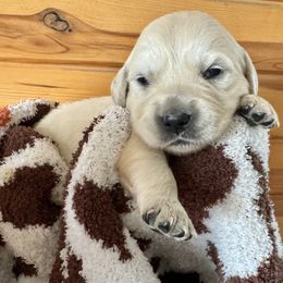Girl 3 - Golden Retriever puppy from High Society Farm
