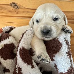 Girl 3 - Golden Retriever puppy from High Society Farm