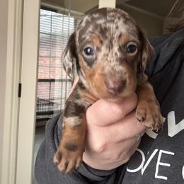 Cowboy - Dapple male Dachshund puppy in Guthrie, Oklahoma from Kingdom Mini Dashchunds