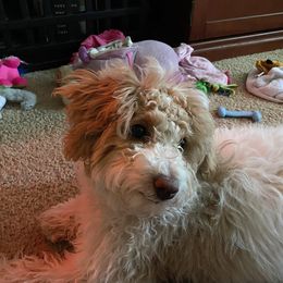 Cavapoo, Goldendoodle, and Labradoodle All Grown Up from Curls and Camo Pups